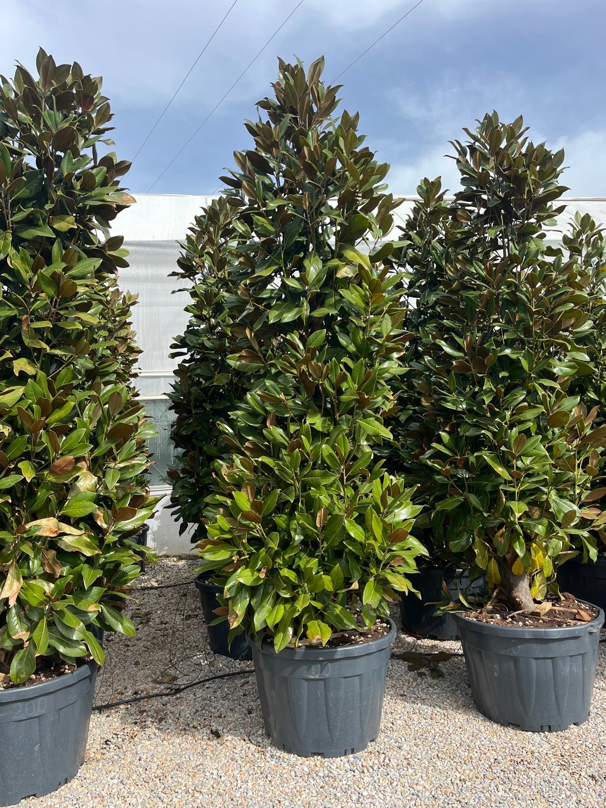 Hira Süs Bitkileri Peyzaj bahçe düzenleme çalışması