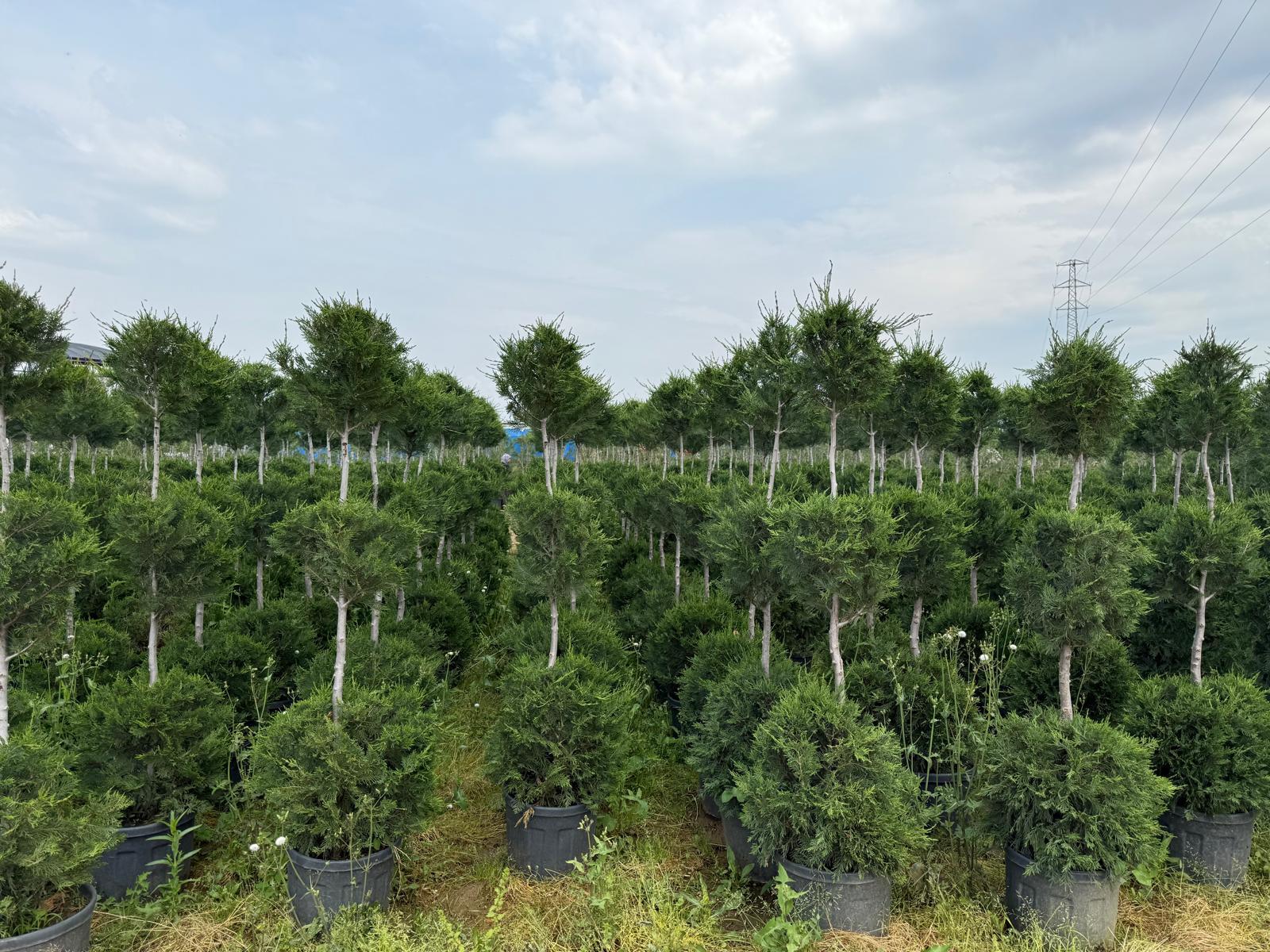 Hira Süs Bitkileri Peyzaj bahçe düzenleme çalışması