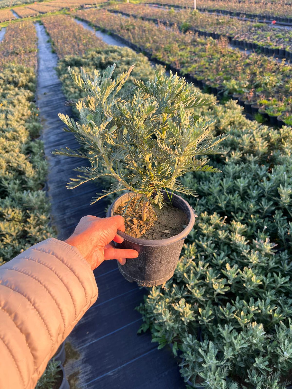 Hira Süs Bitkileri Peyzaj bahçe düzenleme çalışması