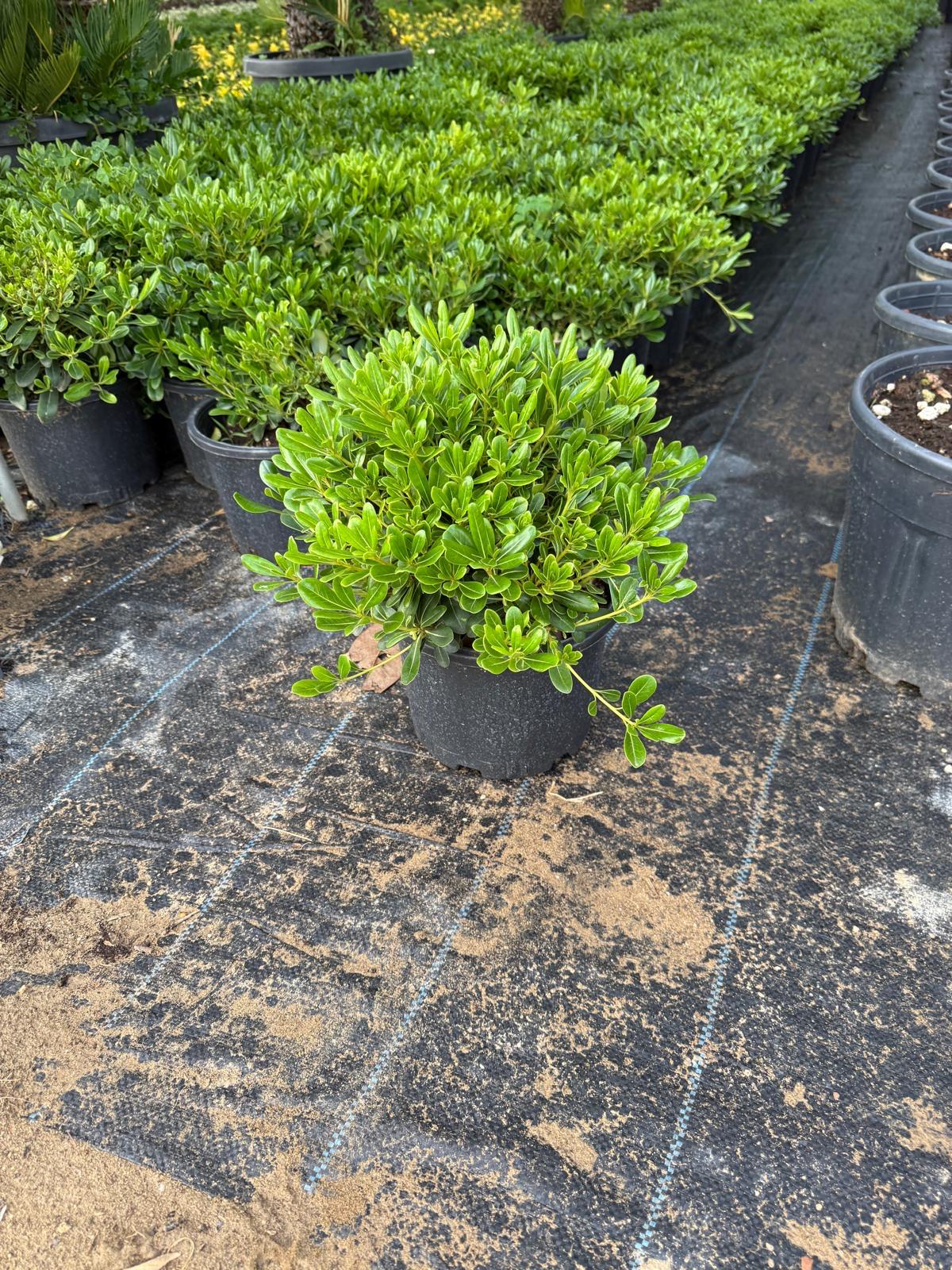 Hira Süs Bitkileri Peyzaj bahçe düzenleme çalışması