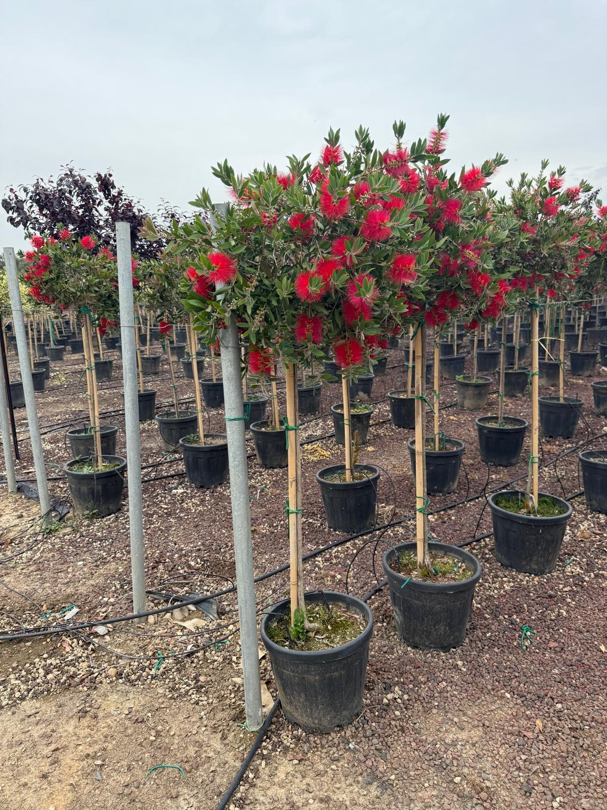 Doğal Bahçe Peyzajı