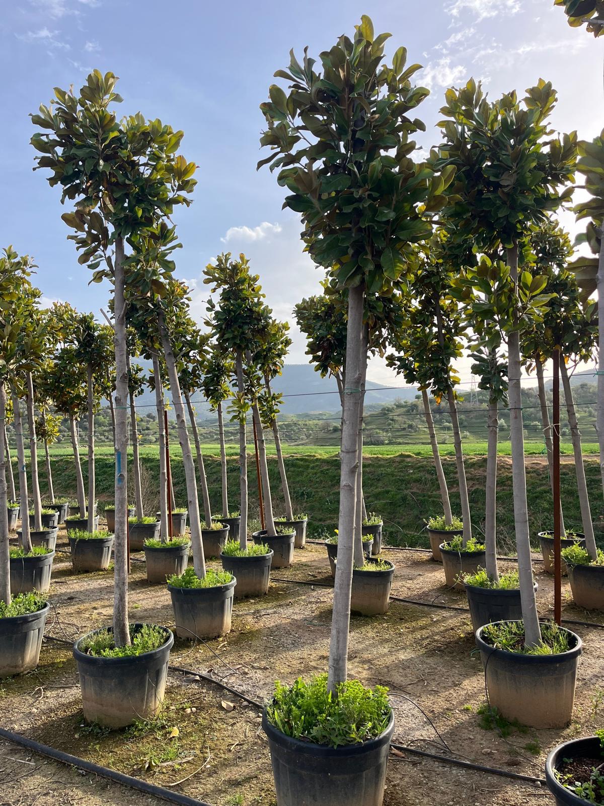 Hira Süs Bitkileri Peyzaj bahçe düzenleme çalışması