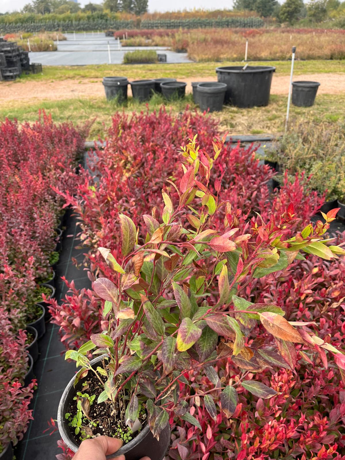 Hira Süs Bitkileri Peyzaj bahçe düzenleme çalışması