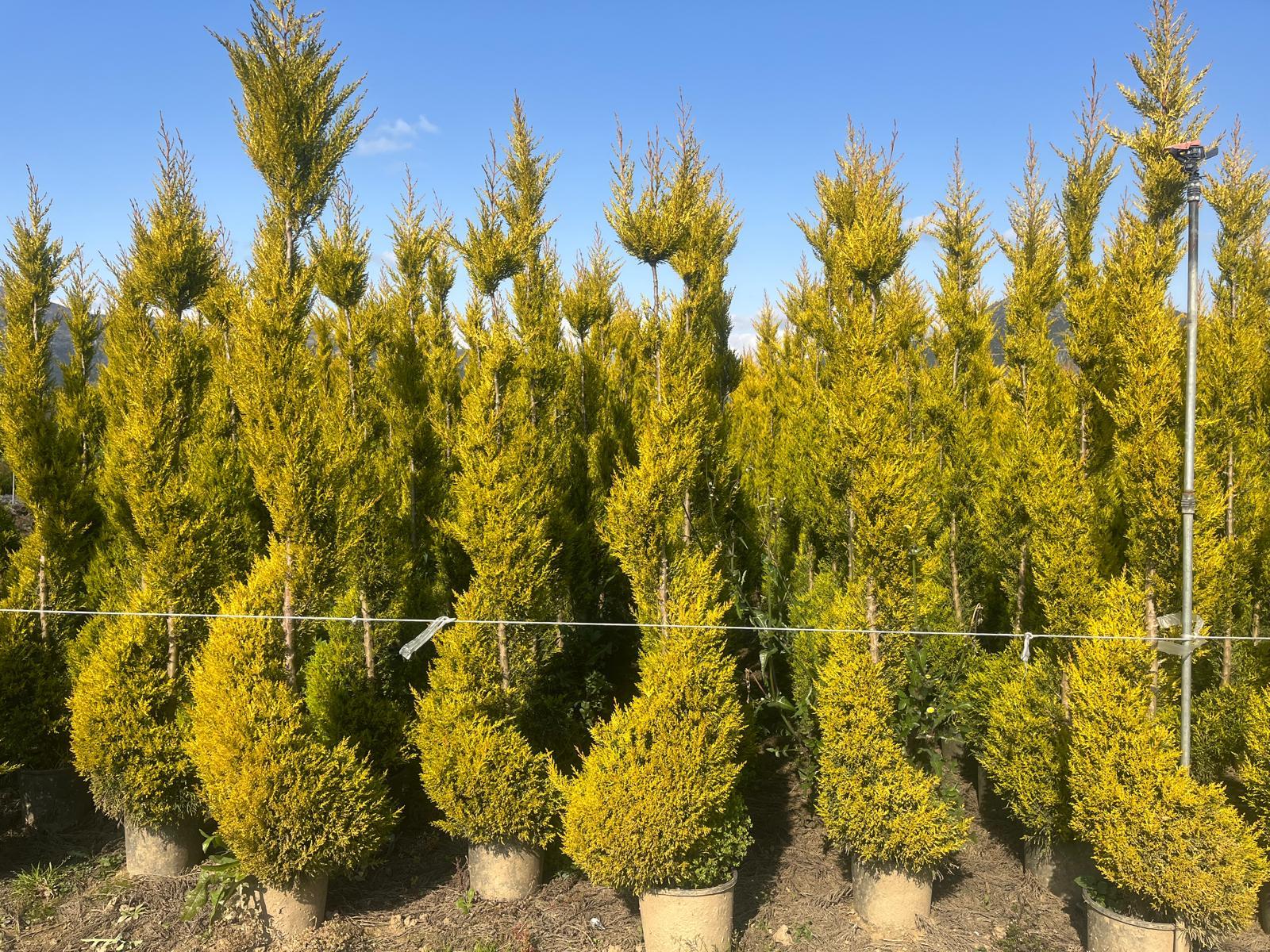 Hira Süs Bitkileri Peyzaj bahçe düzenleme çalışması