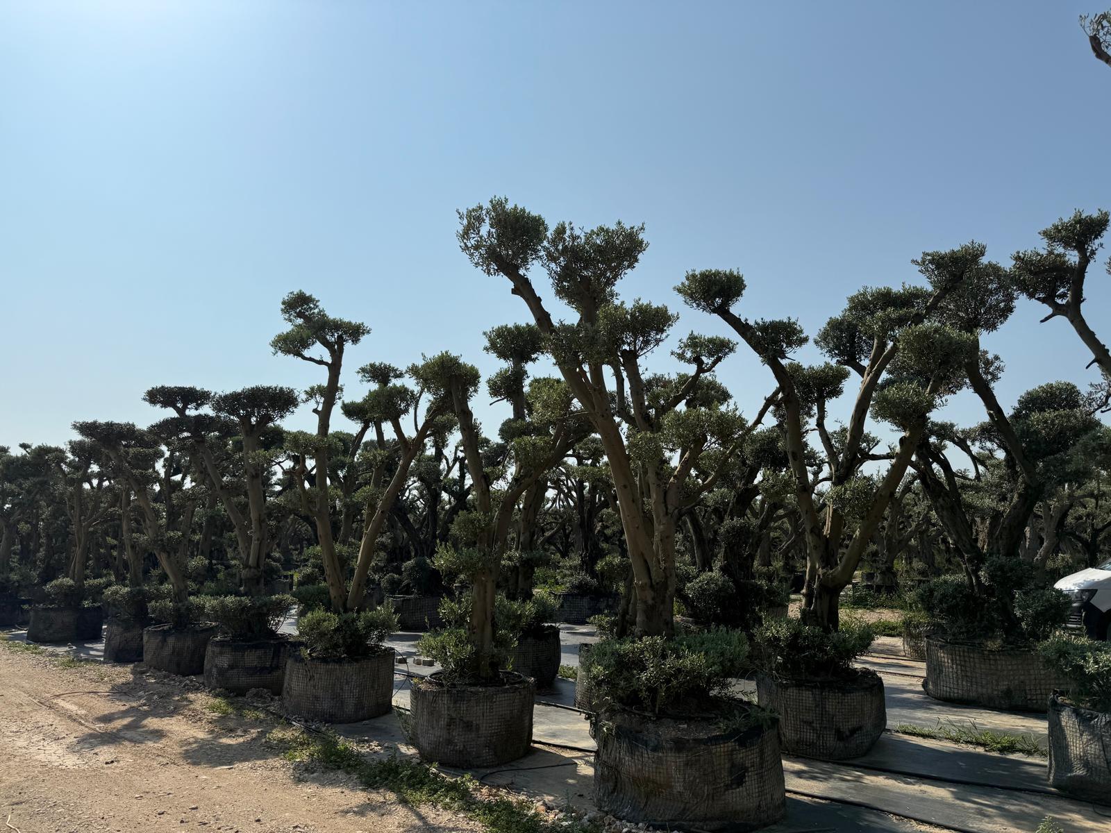 Modern Peyzaj Tasarımı