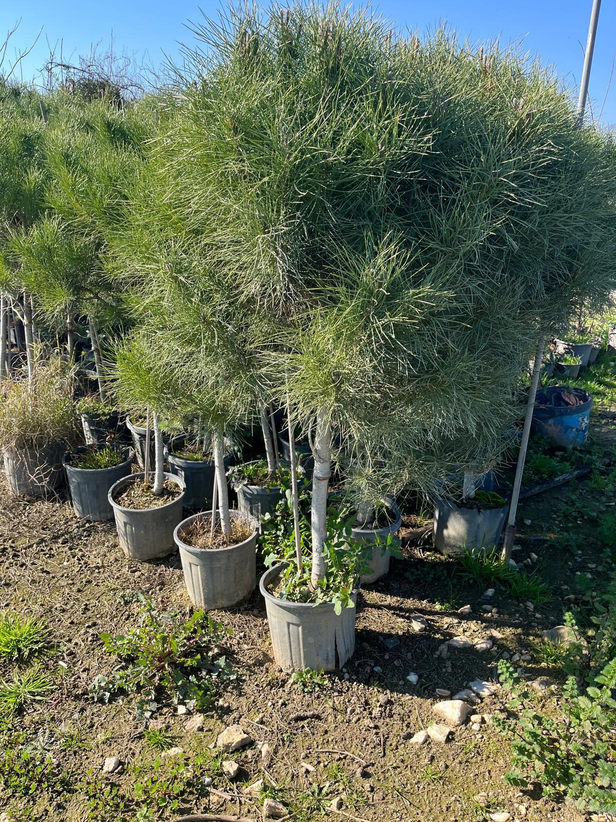 Hira Süs Bitkileri Peyzaj bahçe düzenleme çalışması