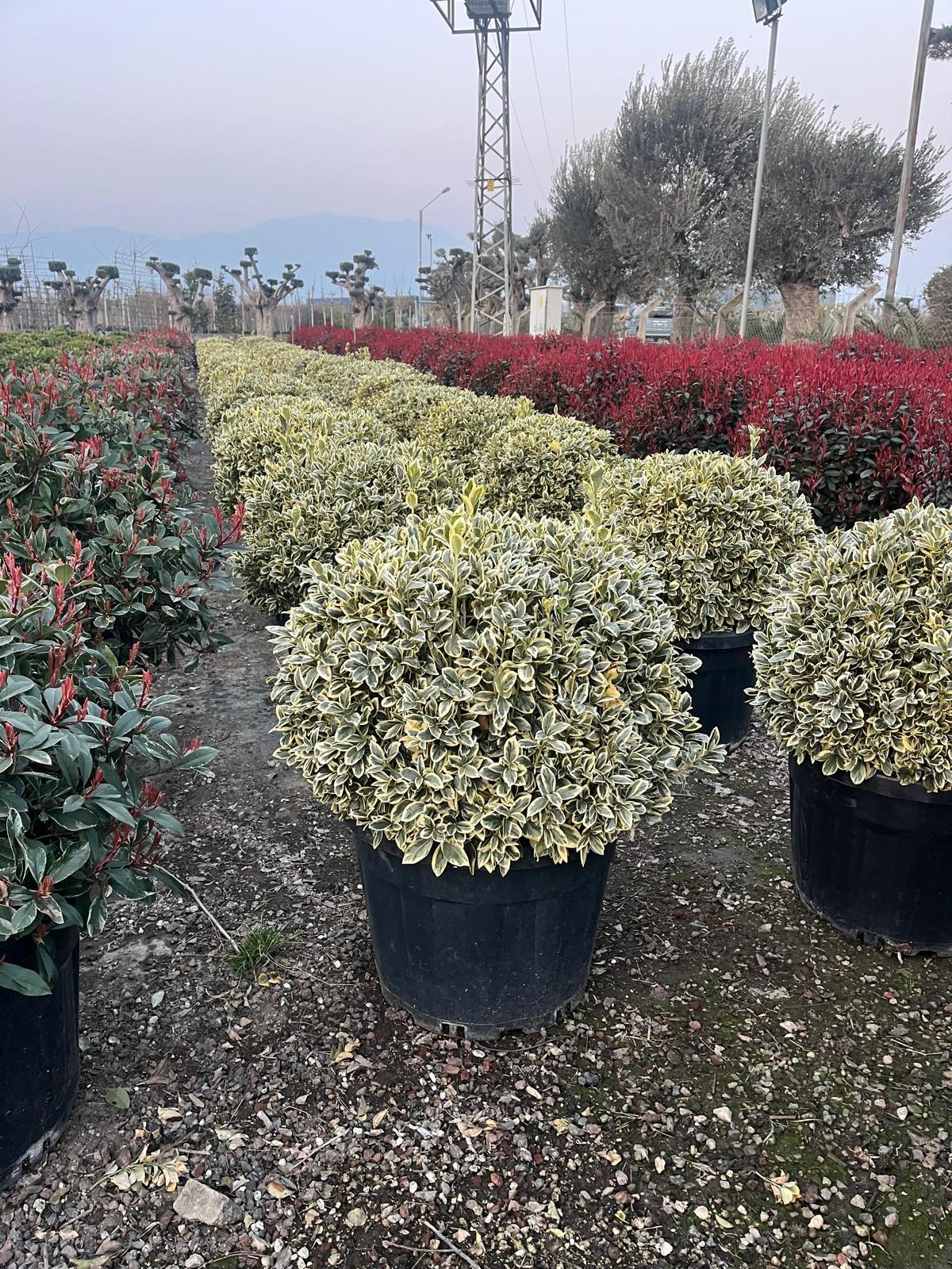 Hira Süs Bitkileri Peyzaj bahçe düzenleme çalışması