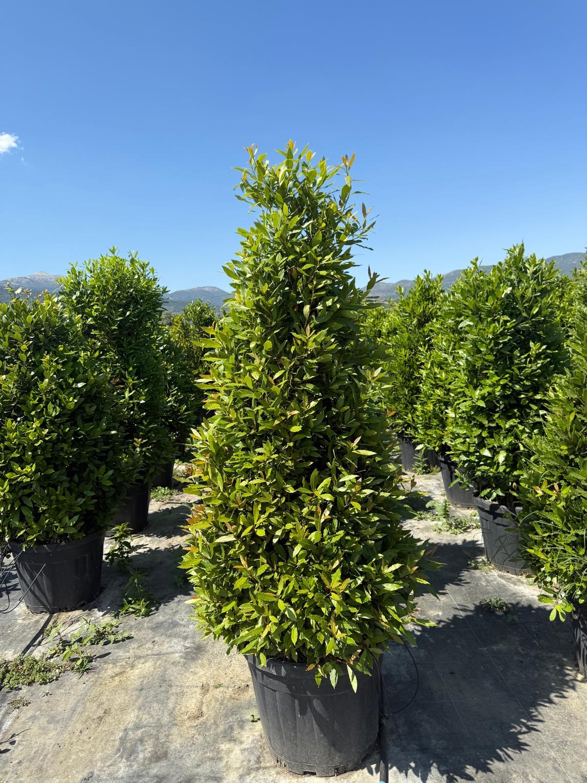 Hira Süs Bitkileri Peyzaj bahçe düzenleme çalışması