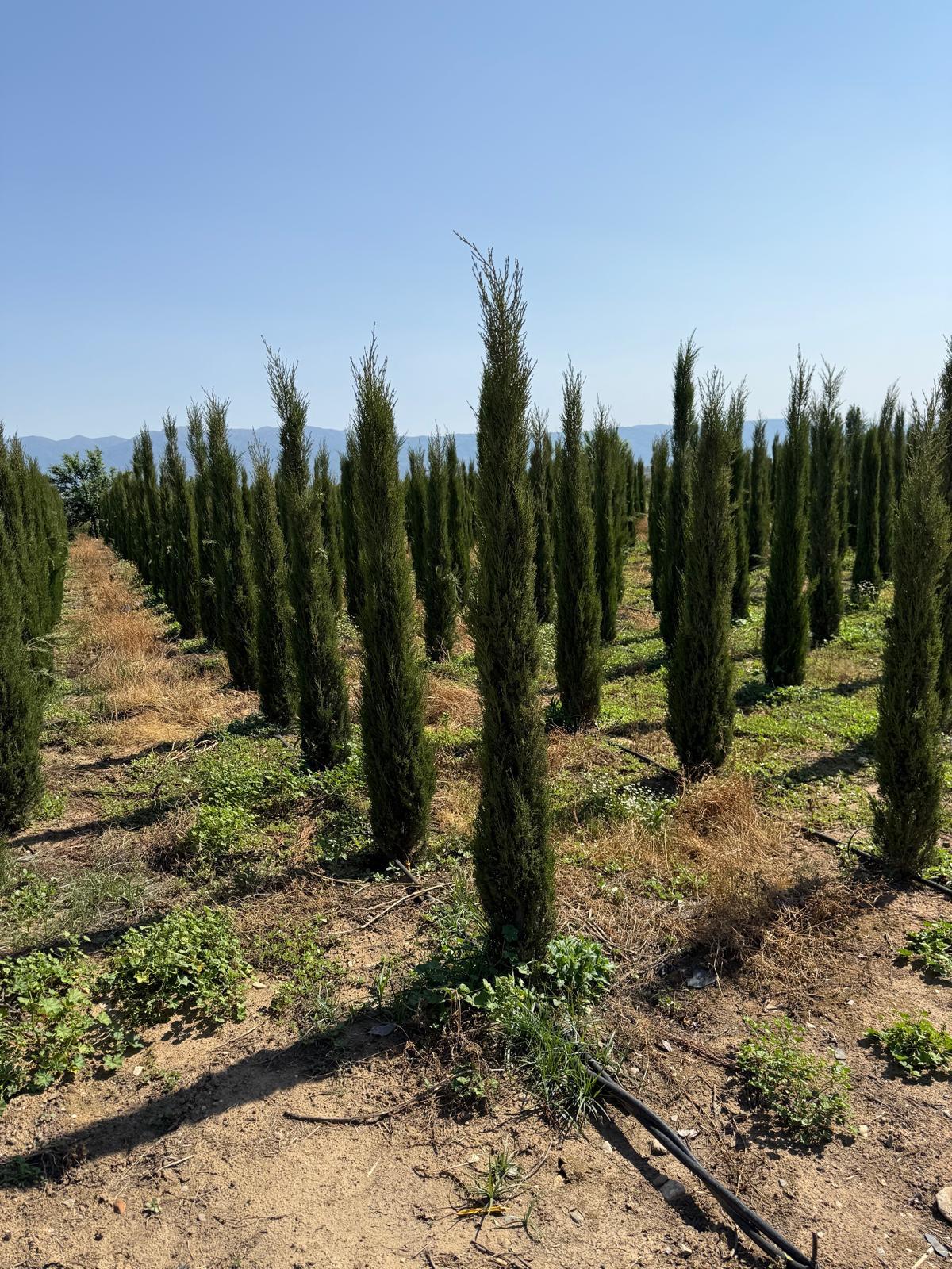 Hira Süs Bitkileri Peyzaj bahçe düzenleme çalışması
