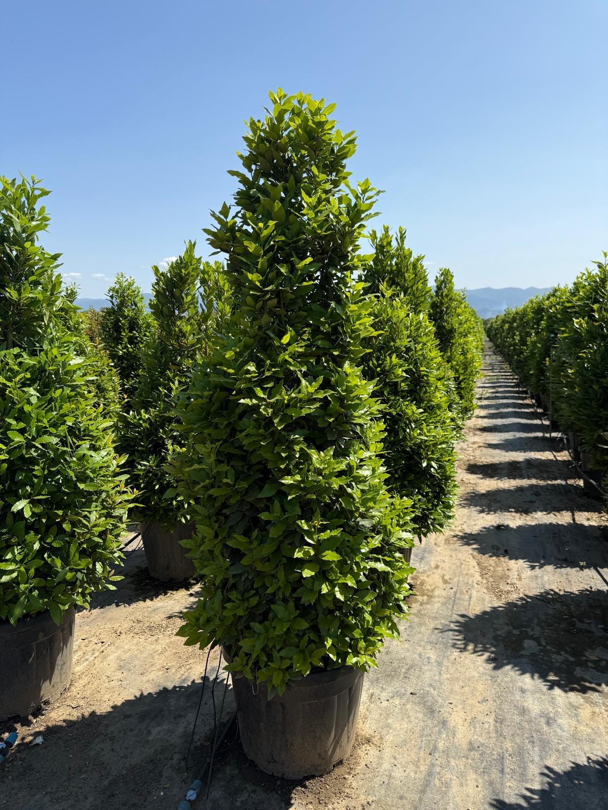 Hira Süs Bitkileri Peyzaj bahçe düzenleme çalışması