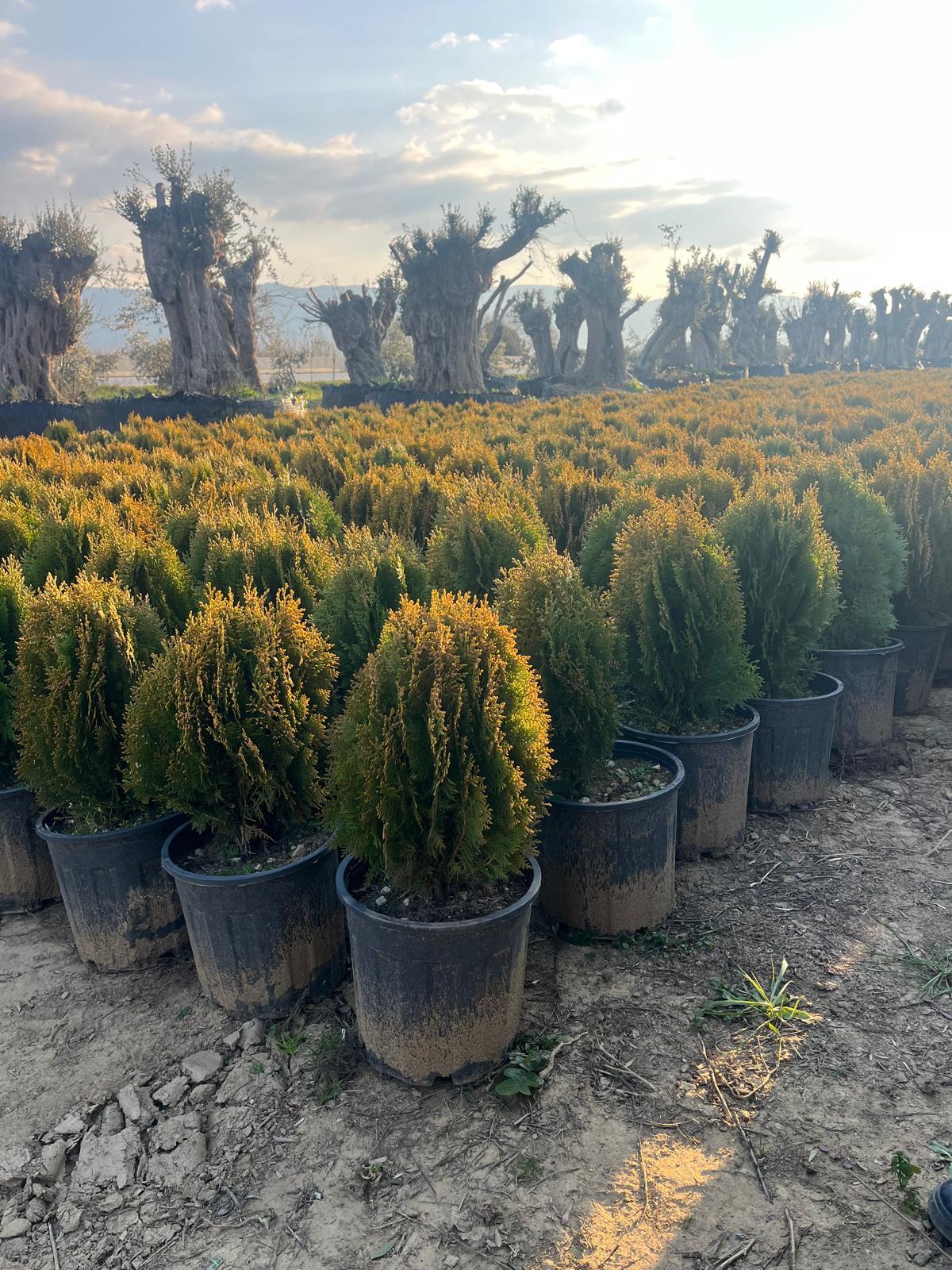 Hira Süs Bitkileri Peyzaj bahçe düzenleme çalışması