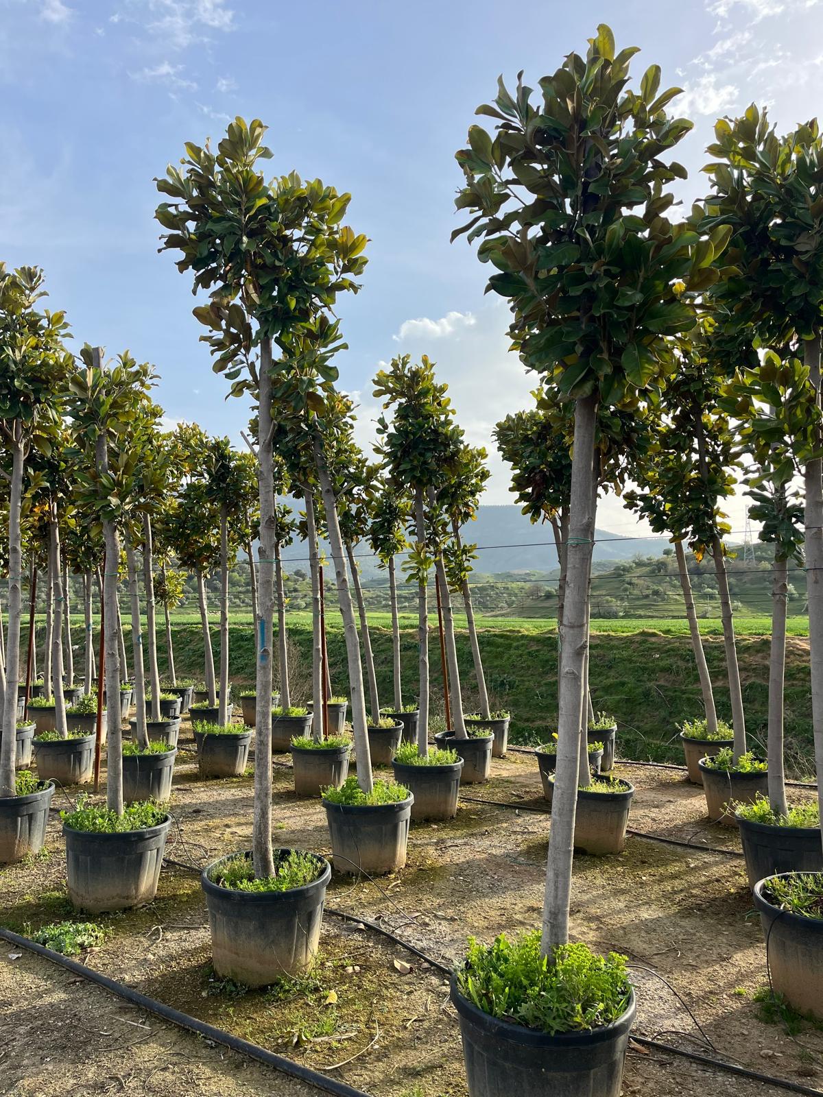 Hira Süs Bitkileri Peyzaj bahçe düzenleme çalışması