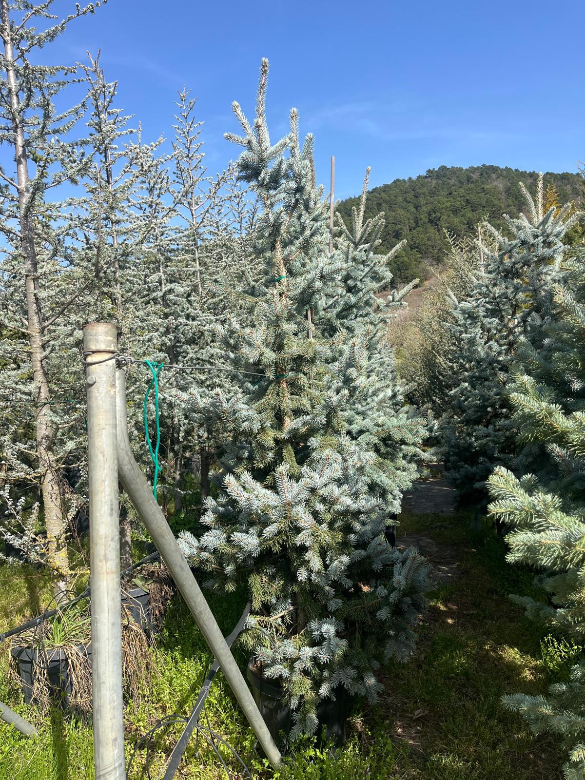 Hira Süs Bitkileri Peyzaj bahçe düzenleme çalışması