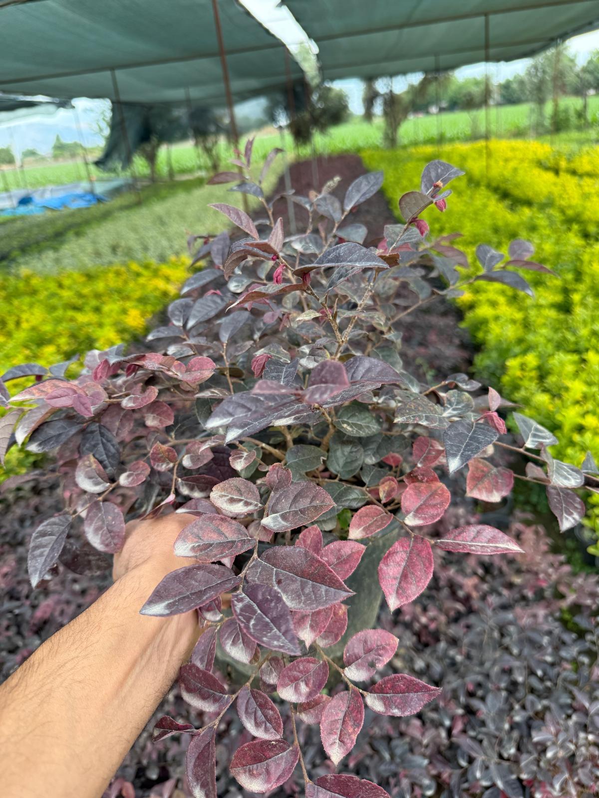 Hira Süs Bitkileri Peyzaj bahçe düzenleme çalışması