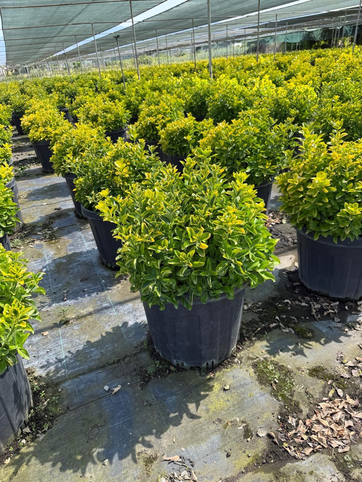 Hira Süs Bitkileri Peyzaj bahçe düzenleme çalışması