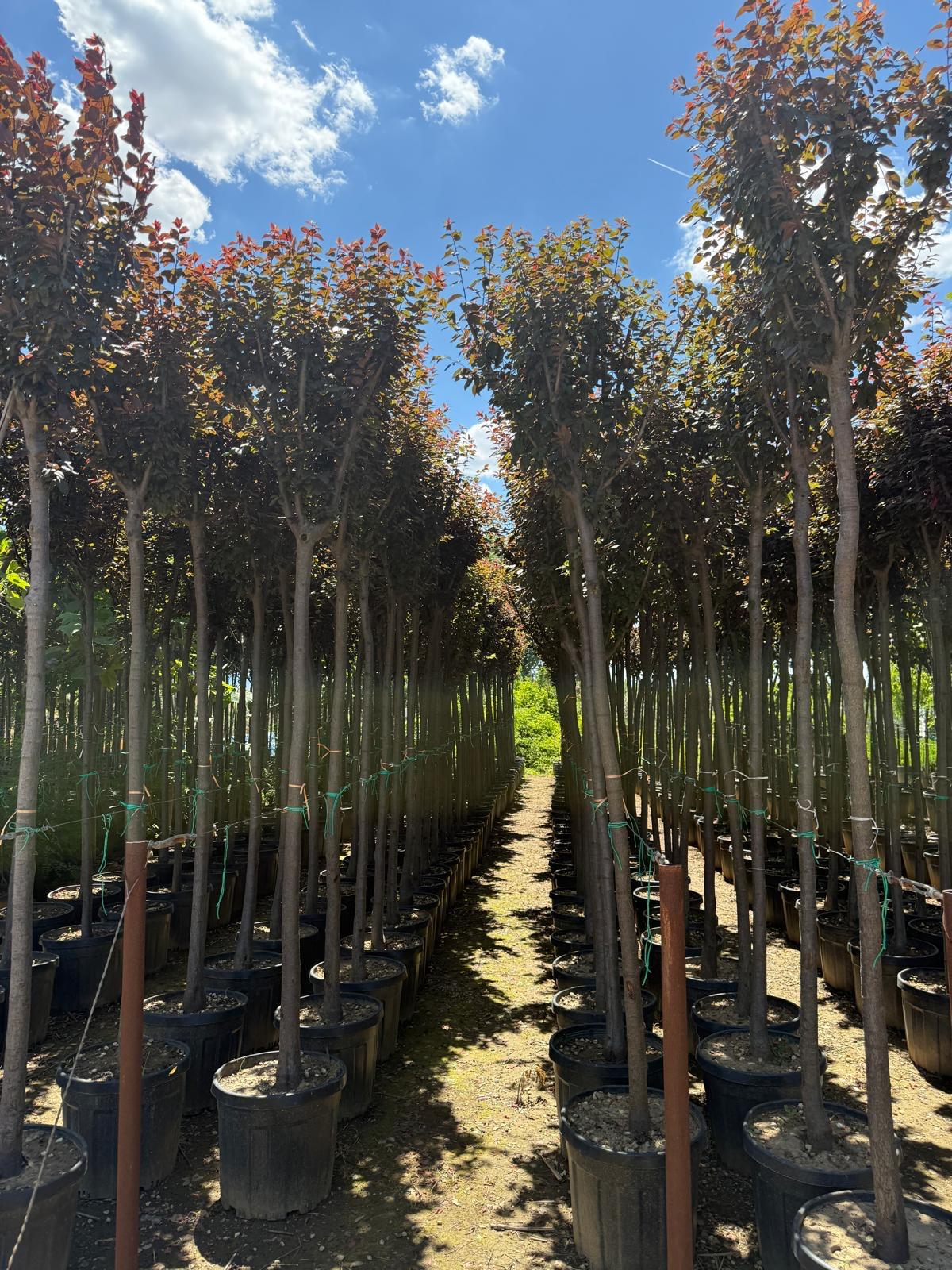 Hira Süs Bitkileri Peyzaj bahçe düzenleme çalışması