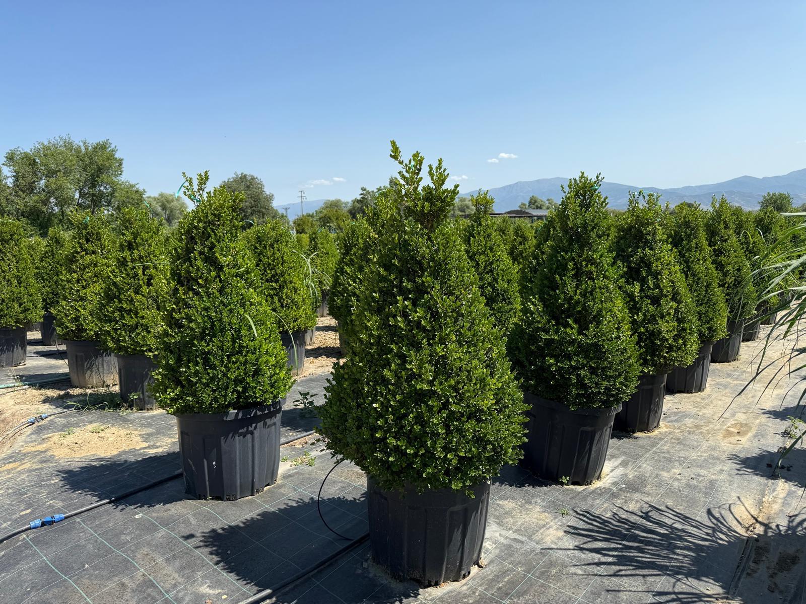 Hira Süs Bitkileri Peyzaj bahçe düzenleme çalışması