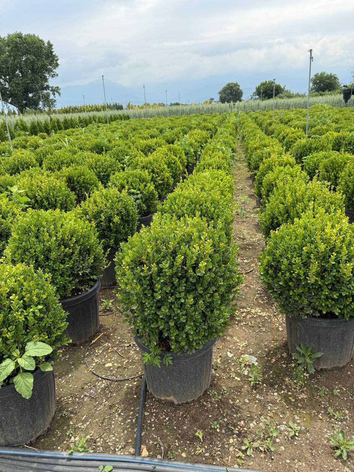 Hira Süs Bitkileri Peyzaj bahçe düzenleme çalışması