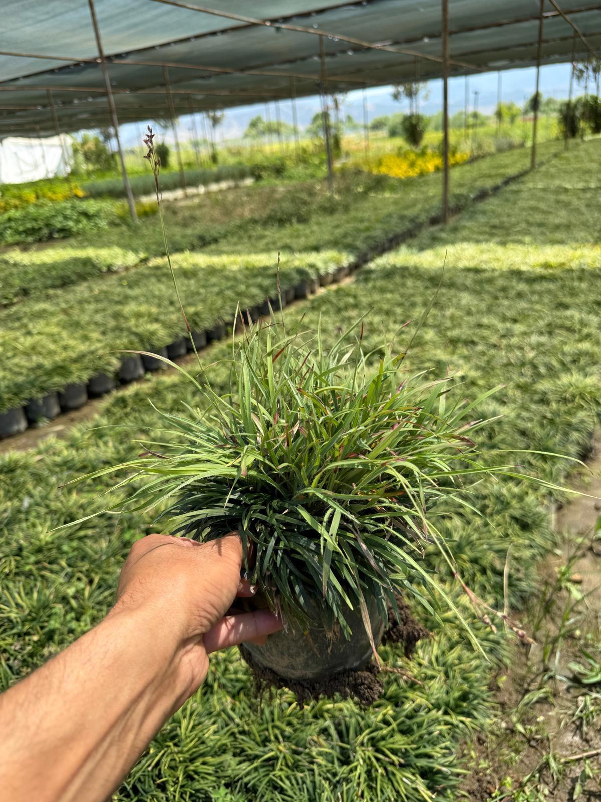 Hira Süs Bitkileri Peyzaj bahçe düzenleme çalışması