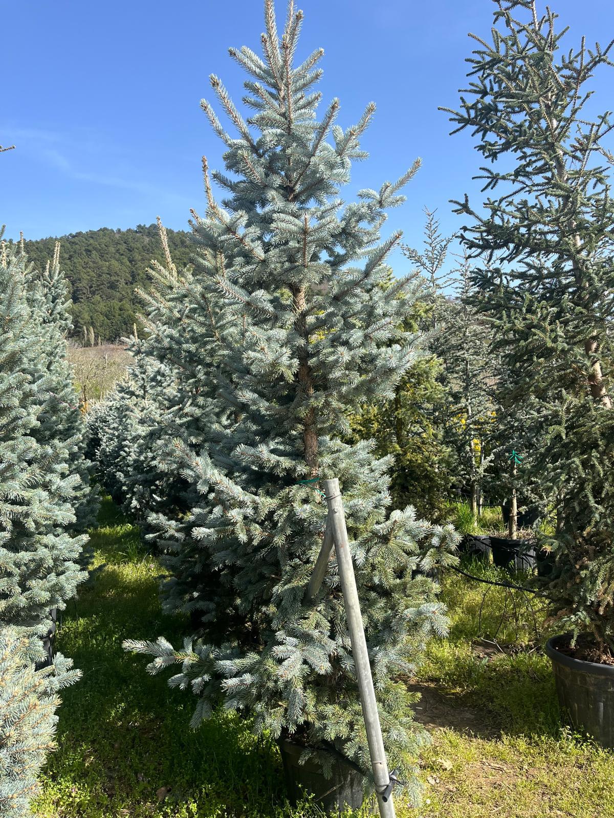 Hira Süs Bitkileri Peyzaj bahçe düzenleme çalışması