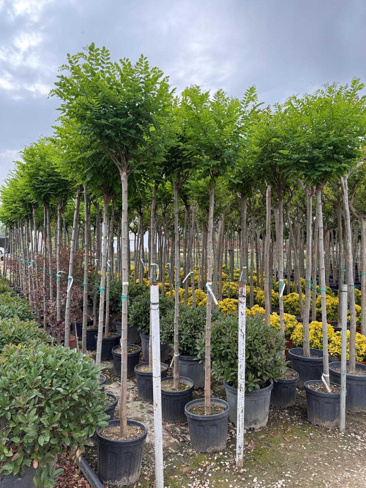 Hira Süs Bitkileri Peyzaj bahçe düzenleme çalışması