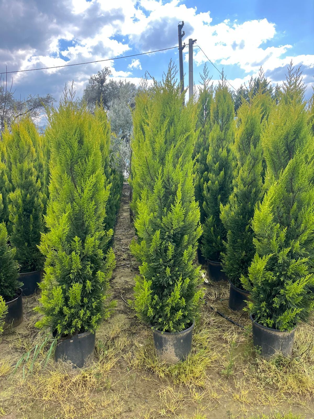 Hira Süs Bitkileri Peyzaj bahçe düzenleme çalışması