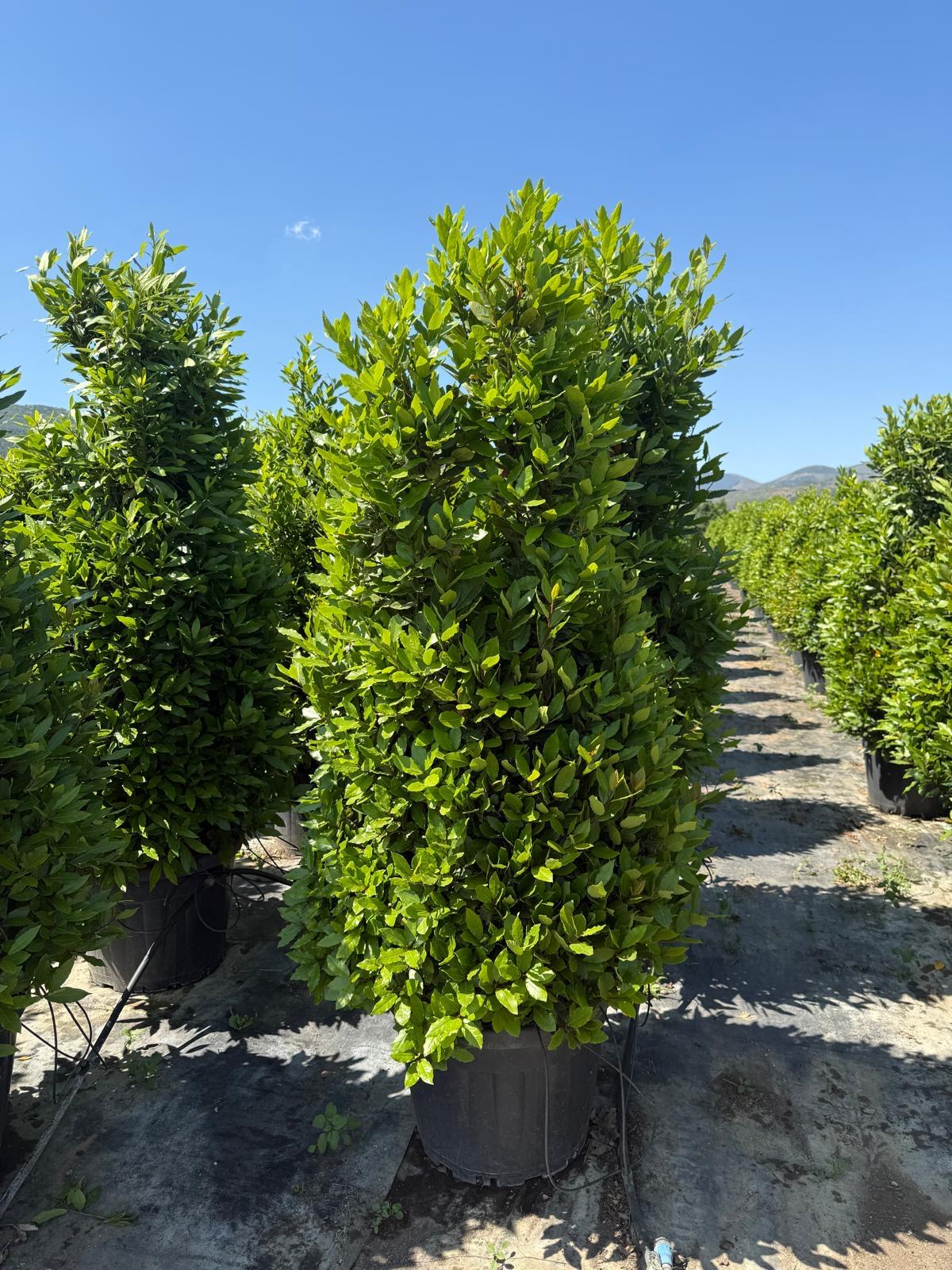 Hira Süs Bitkileri Peyzaj bahçe düzenleme çalışması