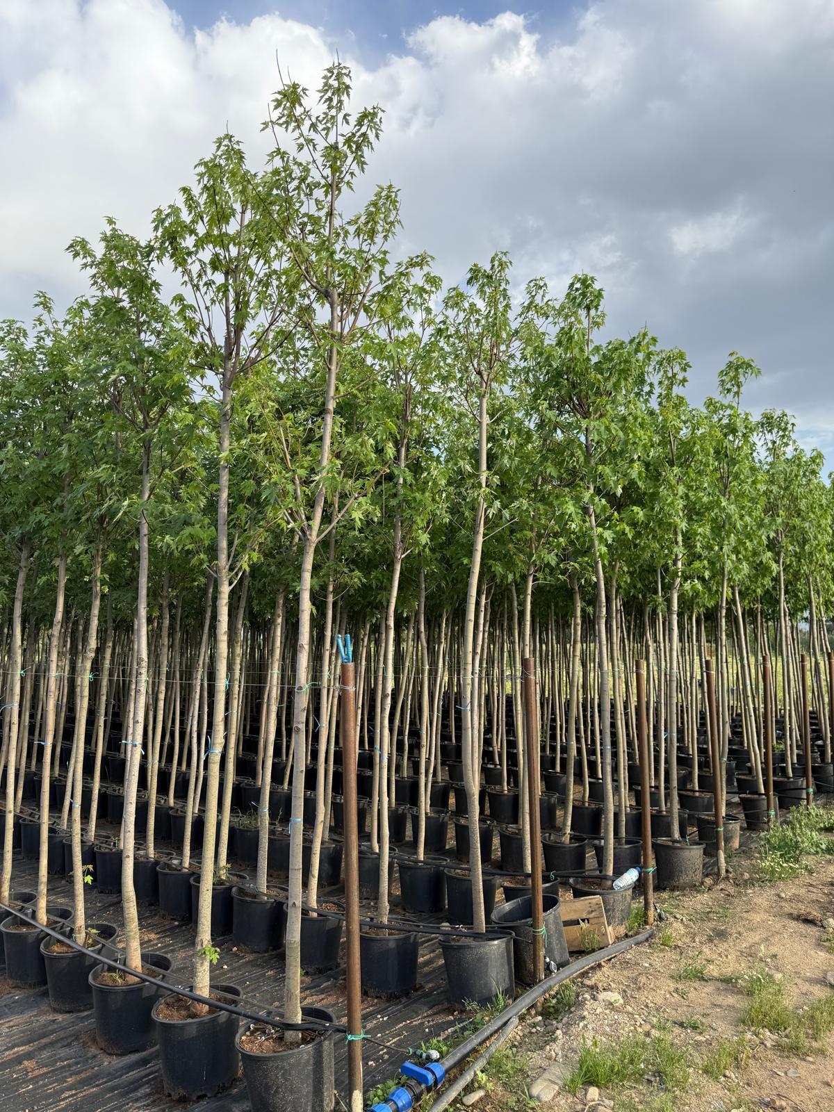 Hira Süs Bitkileri Peyzaj bahçe düzenleme çalışması