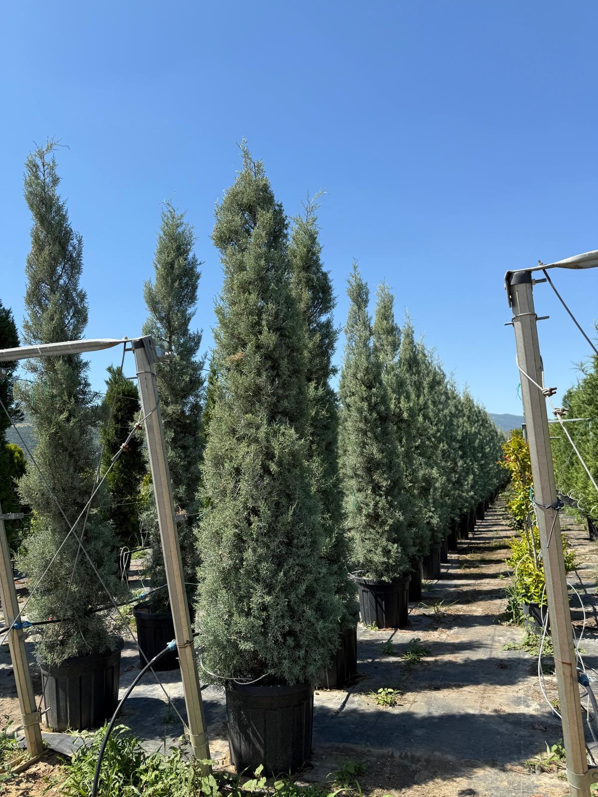 Hira Süs Bitkileri Peyzaj bahçe düzenleme çalışması